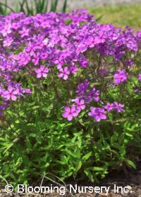 Phlox stolonifera 'Sherwood Purple'